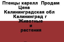 Птенцы карелл. Продам › Цена ­ 3 000 - Калининградская обл., Калининград г. Животные и растения » Птицы   